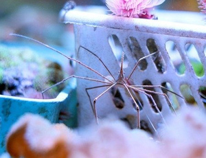 Stenorhynchus seticornis