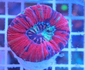 Trachyphyllia geoffroyi LPS30