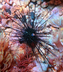 Jeżowiec Diadema setosum S
