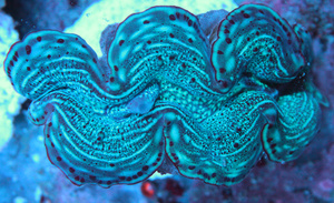 Tridacna spp. TRI16
