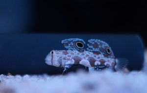 Signigobius biocellatus