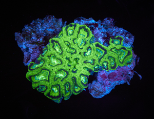 Acanthastrea Lordhowensis