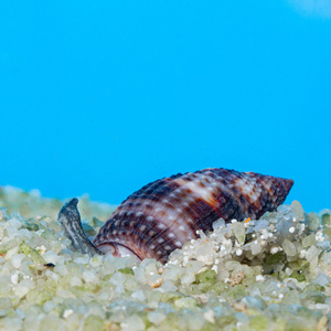 Nassarius spp.