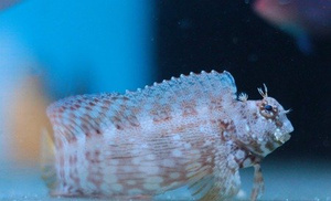 Salarias fasciatus S