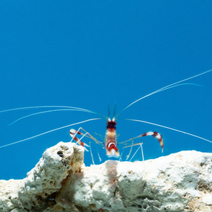Stenopus hispidus Krewetka boksująca S/M
