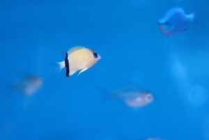 Chromis retrofasciata