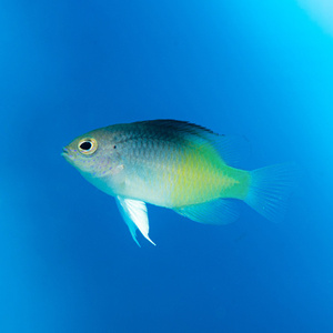 Chrysiptera rollandi M