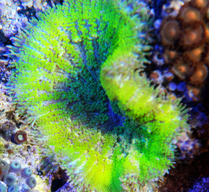 Stichodactyla tapetum