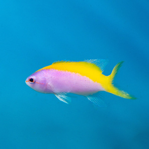 Pseudanthias tuka S/M