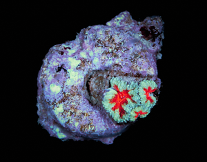 Acanthastrea Lordhowensis