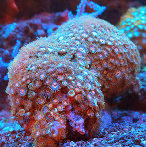 Zoanthus spp. ZOA36