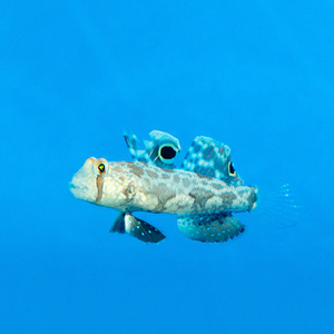 Signigobius biocellatus