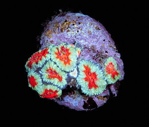 Acanthastrea Lordhowensis