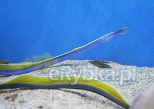 Rhinomuraena quaesita Murena wstążkowa M