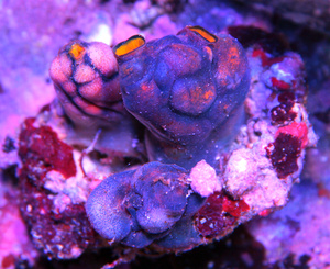 Osłonica Polycarpa aurata OSL1