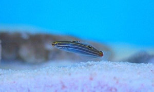 Koumansetta hectori S/M