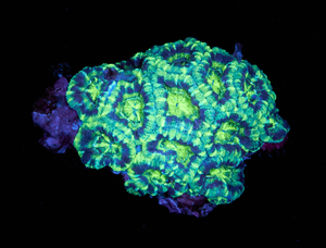 Acanthastrea Lordhowensis