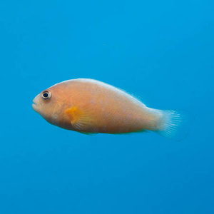 Amphiprion akallopisos M