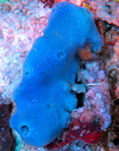 Gąbka Haliclona spp.