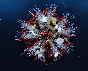 Jeżowiec Tripneustes gratilla