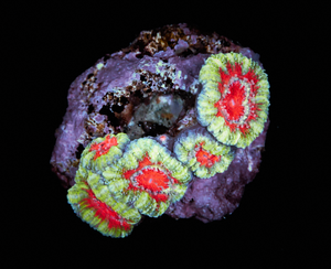 Acanthastrea Lordhowensis