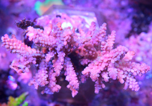 Acropora spp. SPS24
