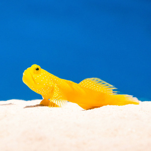 Cryptocentrus cinctus M