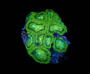 Acanthastrea Lordhowensis