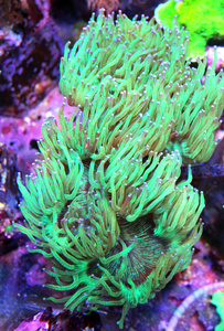 Catalaphyllia jardinei CAT2