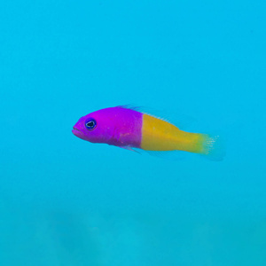 Pictichromis paccagnellae M