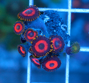 Zoanthus spp. ZOA33