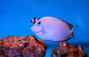 Ctenochaetus striatus S/M