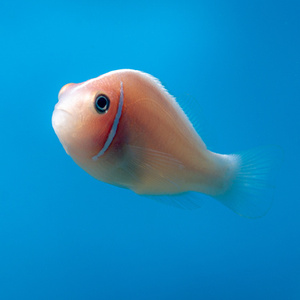 Amphiprion perideraion M