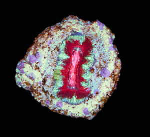Acanthastrea Lordhowensis