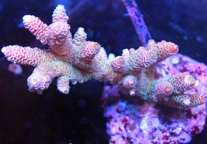 Acropora spp. SPS26