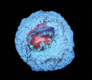 Acanthastrea Lordhowensis