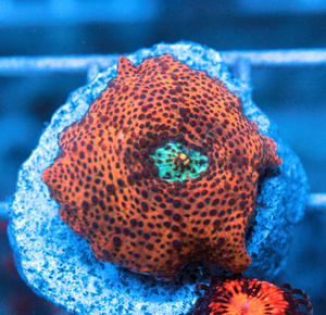 Discosoma spp. D6