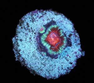 Acanthastrea Lordhowensis