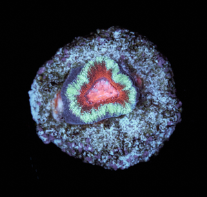 Acanthastrea Lordhowensis