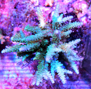 Acropora spp. SPS21