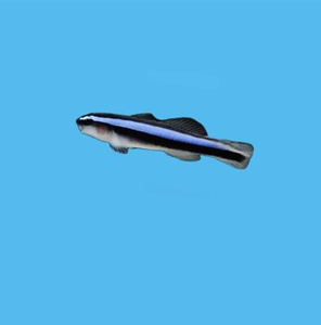 Ryba hodowlana - Biota North Carolina Elacatinus oceanops