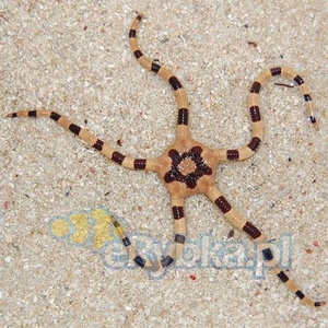 Wężowidło Ophiolepis superba