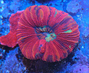 Trachyphyllia geoffroyi LPS46