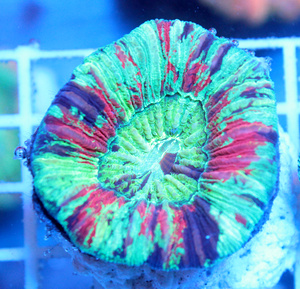 Trachyphyllia geoffroyi LPS27