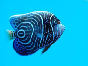 Pomacanthus imperator  L WYBARWIONY