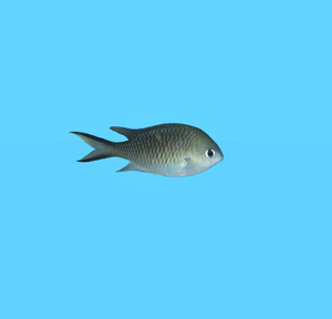 Chromis Ternatensis