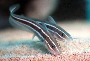 Plotosus lineatus
