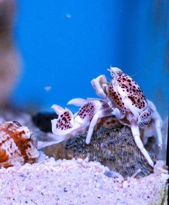 Neopetrolisthes maculatus L