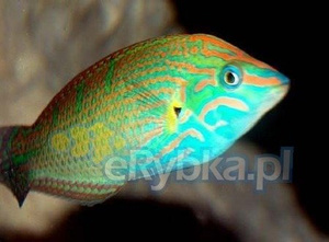 Halichoeres melanurus S/M