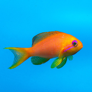 Pseudanthias squamipinnis